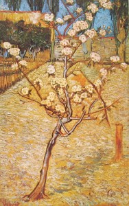 Vincent van Gogh: Pero in fiore, Amsterdam Rijksmuseum V. V. G.